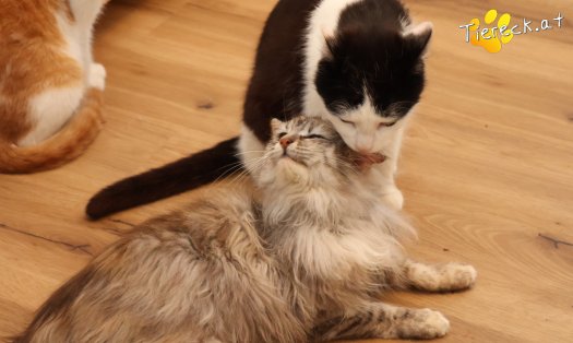 Katze Luna (Foto by Tiereck.at - Lavanttaler Tierhilfe)