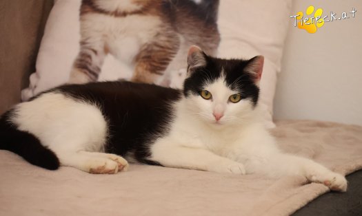 Katze Tony (Foto by Tiereck.at - Lavanttaler Tierhilfe)