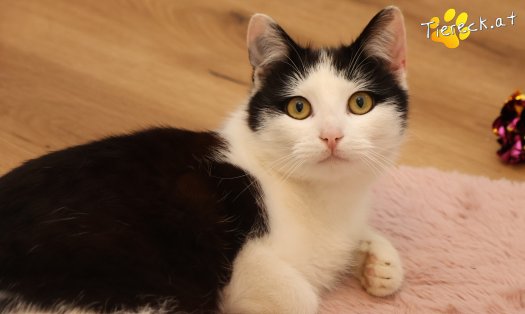 Katze Tony (Foto by Tiereck.at - Lavanttaler Tierhilfe)