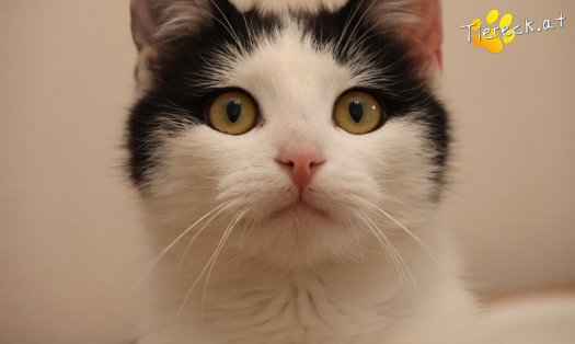 Katze Tony (Foto by Tiereck.at - Lavanttaler Tierhilfe)