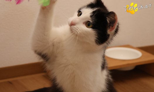 Katze Tony (Foto by Tiereck.at - Lavanttaler Tierhilfe)