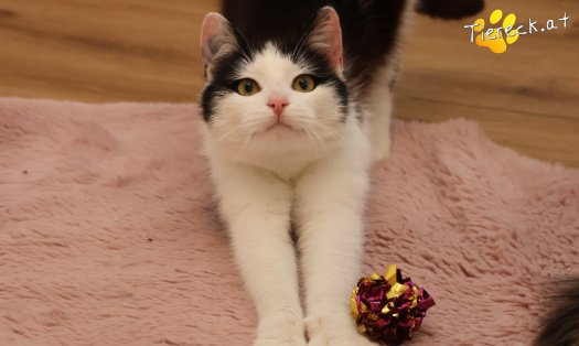 Katze Tony (Foto by Tiereck.at - Lavanttaler Tierhilfe)