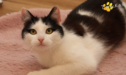 Katze Tony (Foto by Tiereck.at - Lavanttaler Tierhilfe)