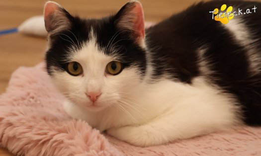 Katze Tony (Foto by Tiereck.at - Lavanttaler Tierhilfe)