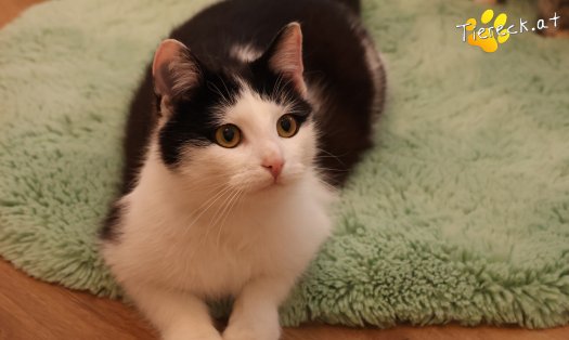 Katze Tony (Foto by Tiereck.at - Lavanttaler Tierhilfe)