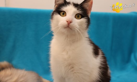 Katze Tony (Foto by Tiereck.at - Lavanttaler Tierhilfe)