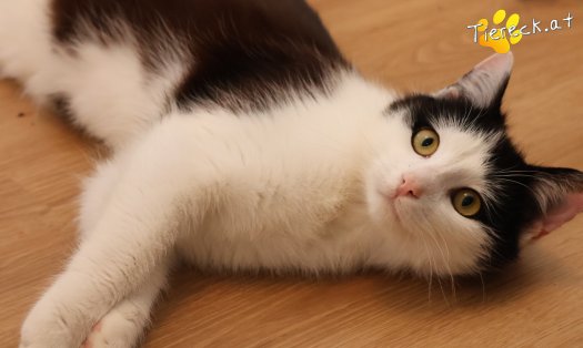 Katze Tony (Foto by Tiereck.at - Lavanttaler Tierhilfe)