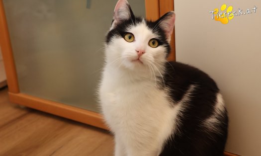 Katze Tony (Foto by Tiereck.at - Lavanttaler Tierhilfe)