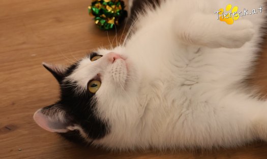 Katze Tony (Foto by Tiereck.at - Lavanttaler Tierhilfe)