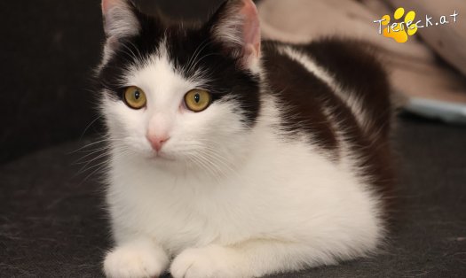 Katze Tony (Foto by Tiereck.at - Lavanttaler Tierhilfe)