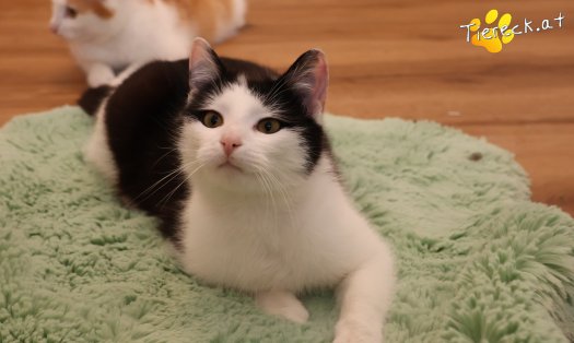 Katze Tony (Foto by Tiereck.at - Lavanttaler Tierhilfe)