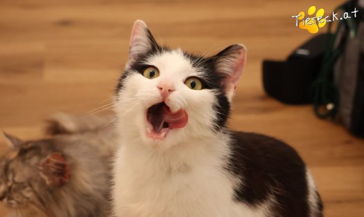 Katze Tony (Foto by Tiereck.at - Lavanttaler Tierhilfe)