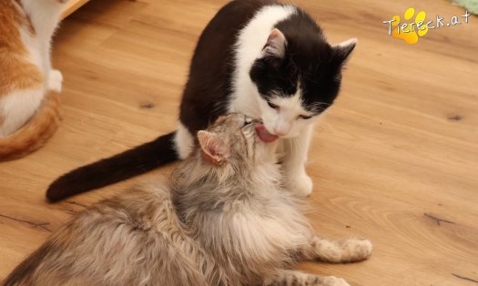 Katze Tony (Foto by Tiereck.at - Lavanttaler Tierhilfe)