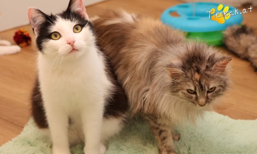 Katze Tony (Foto by Tiereck.at - Lavanttaler Tierhilfe)