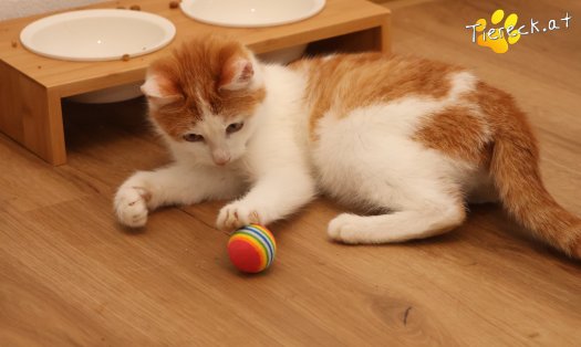 Katze Alice (Foto by Tiereck.at - Lavanttaler Tierhilfe)