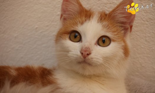 Katze Alice (Foto by Tiereck.at - Lavanttaler Tierhilfe)