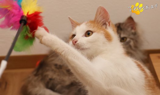 Katze Alice (Foto by Tiereck.at - Lavanttaler Tierhilfe)