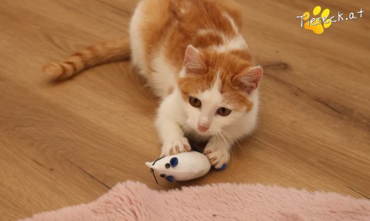 Katze Alice (Foto by Tiereck.at - Lavanttaler Tierhilfe)