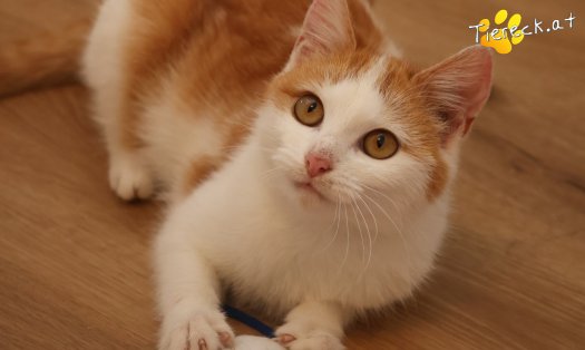 Katze Alice (Foto by Tiereck.at - Lavanttaler Tierhilfe)