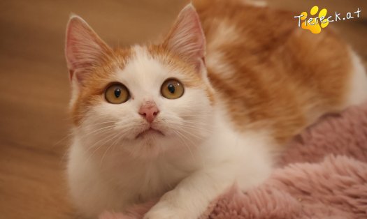 Katze Alice (Foto by Tiereck.at - Lavanttaler Tierhilfe)