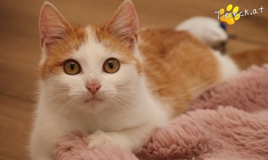 Katze Alice (Foto by Tiereck.at - Lavanttaler Tierhilfe)