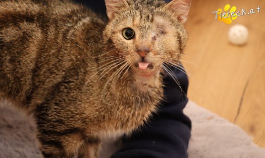 Katze Stuart (Foto by Tiereck.at - Lavanttaler Tierhilfe)
