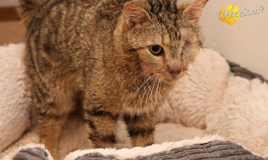 Katze Stuart (Foto by Tiereck.at - Lavanttaler Tierhilfe)