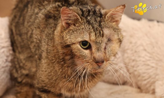 Katze Stuart (Foto by Tiereck.at - Lavanttaler Tierhilfe)