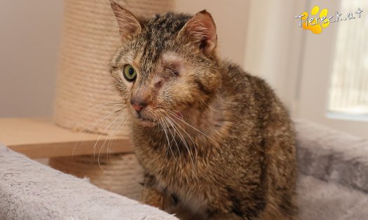 Katze Stuart (Foto by Tiereck.at - Lavanttaler Tierhilfe)