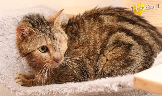 Katze Stuart (Foto by Tiereck.at - Lavanttaler Tierhilfe)