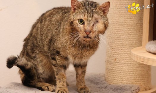 Katze Stuart (Foto by Tiereck.at - Lavanttaler Tierhilfe)