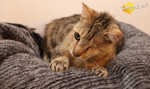 Katze Stuart (Foto by Tiereck.at - Lavanttaler Tierhilfe)