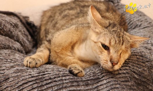 Katze Stuart (Foto by Tiereck.at - Lavanttaler Tierhilfe)