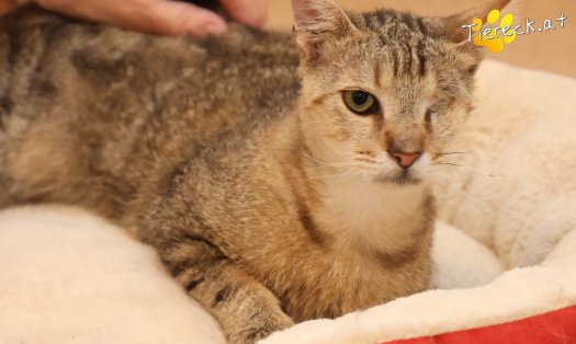 Katze Stuart (Foto by Tiereck.at - Lavanttaler Tierhilfe)