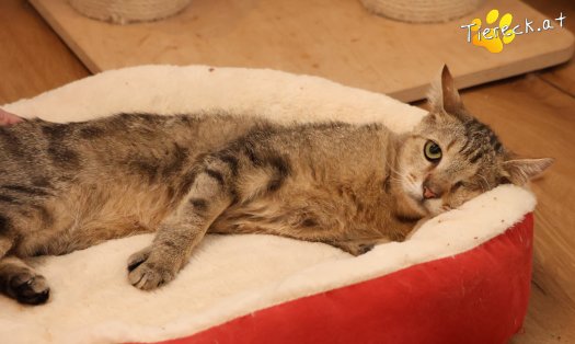 Katze Stuart (Foto by Tiereck.at - Lavanttaler Tierhilfe)