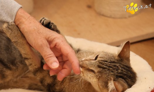 Katze Stuart (Foto by Tiereck.at - Lavanttaler Tierhilfe)
