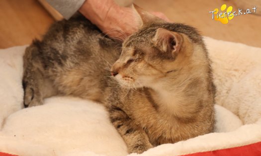Katze Stuart (Foto by Tiereck.at - Lavanttaler Tierhilfe)