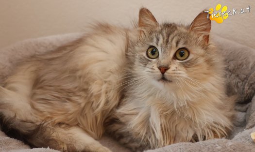 Katze Zoey (Foto by Tiereck.at - Lavanttaler Tierhilfe)