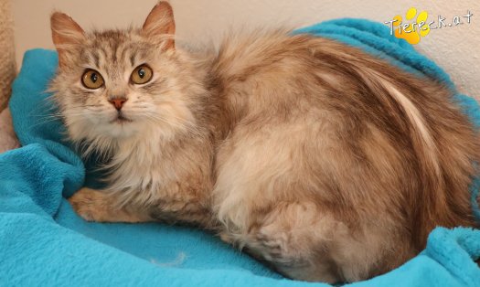 Katze Zoey (Foto by Tiereck.at - Lavanttaler Tierhilfe)