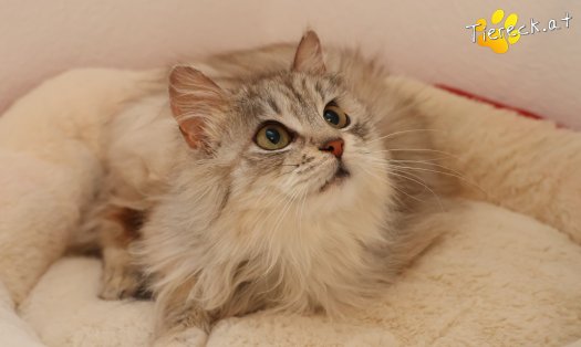 Katze Zoey (Foto by Tiereck.at - Lavanttaler Tierhilfe)