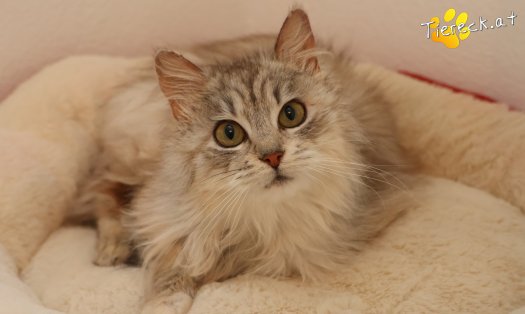 Katze Zoey (Foto by Tiereck.at - Lavanttaler Tierhilfe)