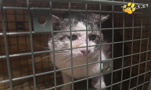 Katze Jakob (Foto by Tiereck.at - Lavanttaler Tierhilfe)