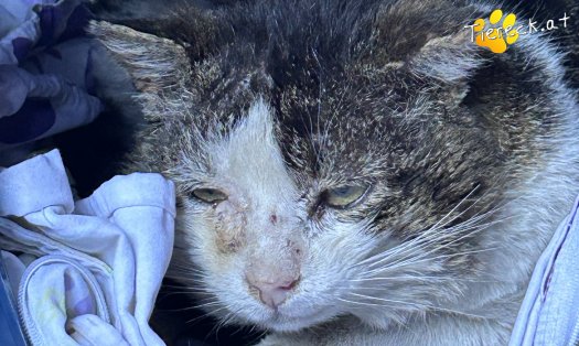 Katze Jakob (Foto by Tiereck.at - Lavanttaler Tierhilfe)