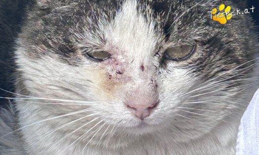 Katze Jakob (Foto by Tiereck.at - Lavanttaler Tierhilfe)