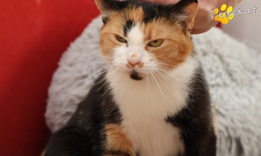 Katze Simone (Foto by Tiereck.at - Lavanttaler Tierhilfe)