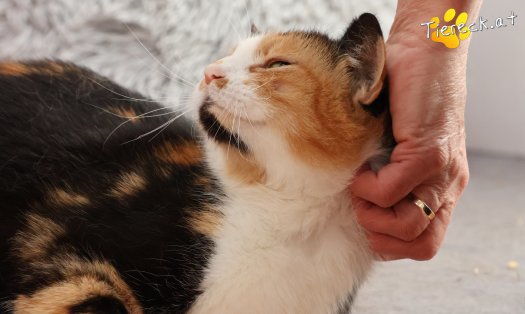 Katze Simone (Foto by Tiereck.at - Lavanttaler Tierhilfe)