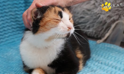 Katze Simone (Foto by Tiereck.at - Lavanttaler Tierhilfe)