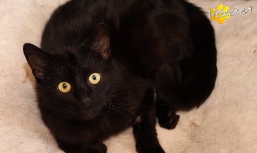 Katze Nico (Foto by Tiereck.at - Lavanttaler Tierhilfe)