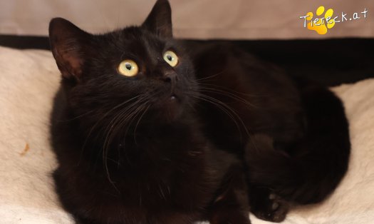 Katze Nico (Foto by Tiereck.at - Lavanttaler Tierhilfe)