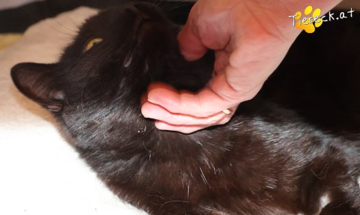 Katze Nico (Foto by Tiereck.at - Lavanttaler Tierhilfe)